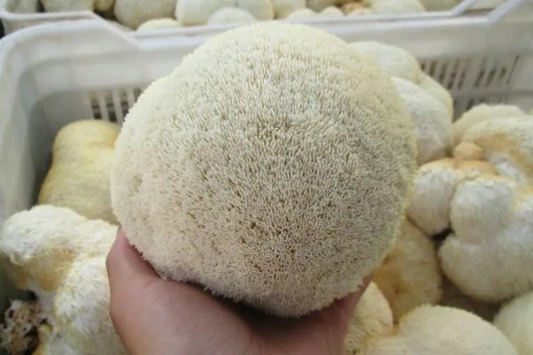 猴头菇的亩产量，产量约为500kg左右