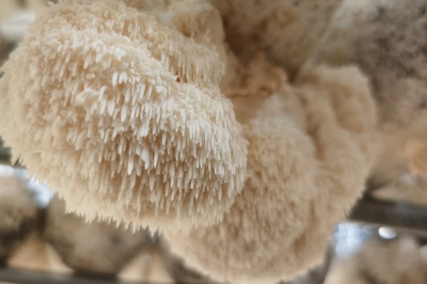 猴头菇的亩产量，产量约为500kg左右