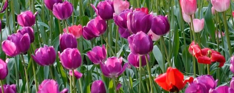 郁金香代表的花语，不同的朵数代表不同的寓意