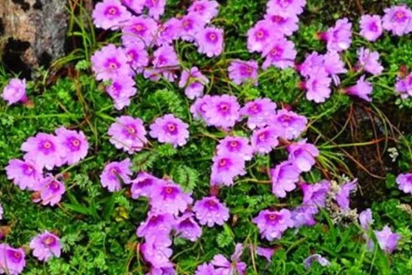 红花岩梅的栽种方法，栽种好之后立刻浇透水