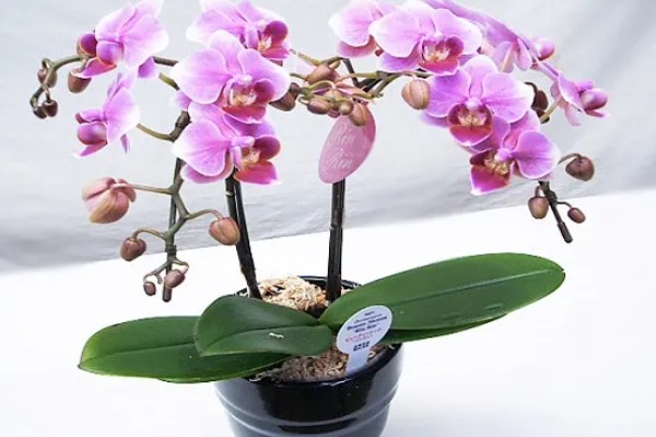 蝴蝶兰盆栽养殖方法,春夏期间每隔7-10天追肥一次