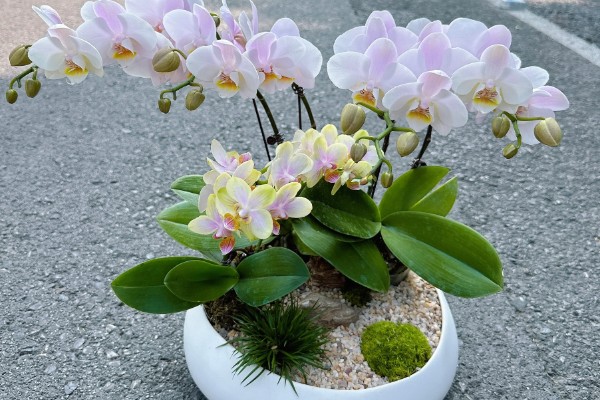 蝴蝶兰盆栽养殖方法,春夏期间每隔7-10天追肥一次