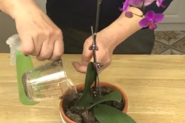 蝴蝶兰盆栽养殖方法,春夏期间每隔7-10天追肥一次