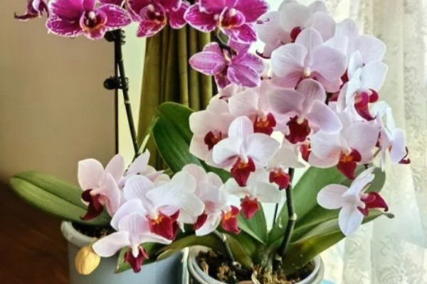 蝴蝶兰盆栽养殖方法,春夏期间每隔7-10天追肥一次