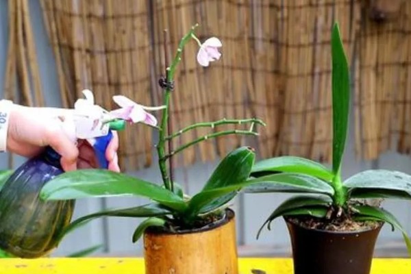 蝴蝶兰盆栽养殖方法,春夏期间每隔7-10天追肥一次