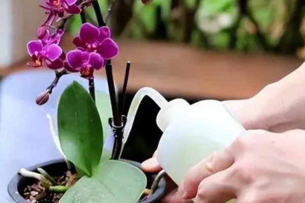 蝴蝶兰盆栽养殖方法,春夏期间每隔7-10天追肥一次