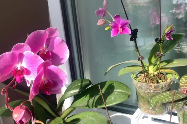 蝴蝶兰盆栽养殖方法,春夏期间每隔7-10天追肥一次