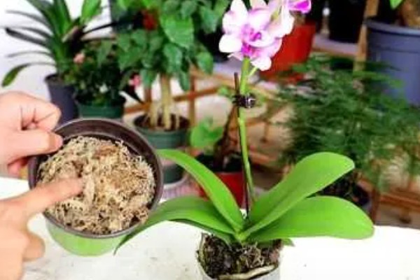 蝴蝶兰盆栽养殖方法,春夏期间每隔7-10天追肥一次