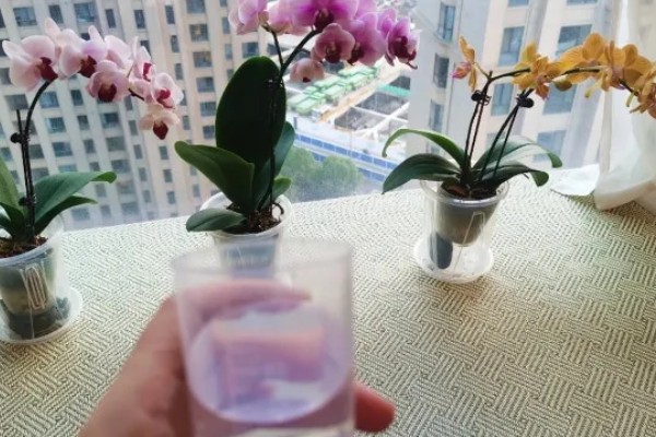 蝴蝶兰盆栽养殖方法,春夏期间每隔7-10天追肥一次