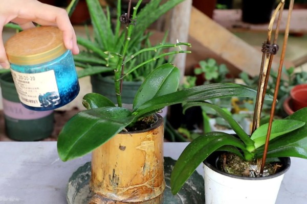 蝴蝶兰盆栽养殖方法,春夏期间每隔7-10天追肥一次