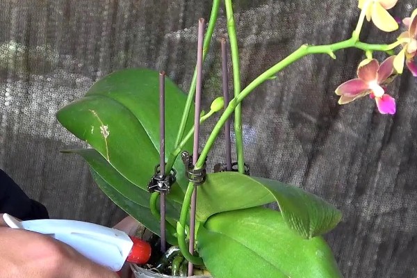 蝴蝶兰盆栽养殖方法,春夏期间每隔7-10天追肥一次