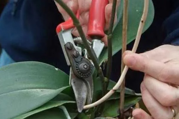 蝴蝶兰盆栽养殖方法,春夏期间每隔7-10天追肥一次