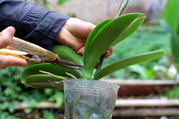 蝴蝶兰盆栽养殖方法,春夏期间每隔7-10天追肥一次