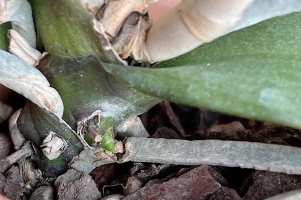 蝴蝶兰盆栽养殖方法,春夏期间每隔7-10天追肥一次