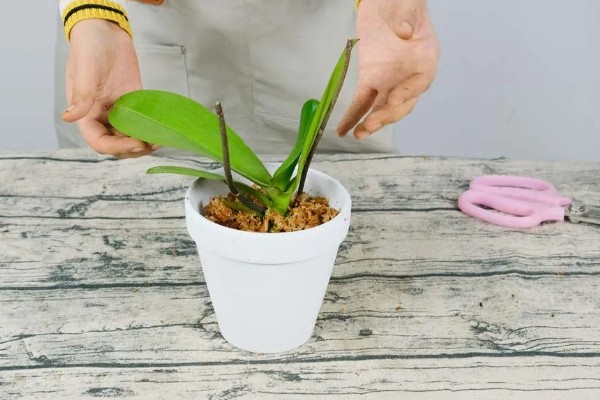 蝴蝶兰盆栽养殖方法,春夏期间每隔7-10天追肥一次