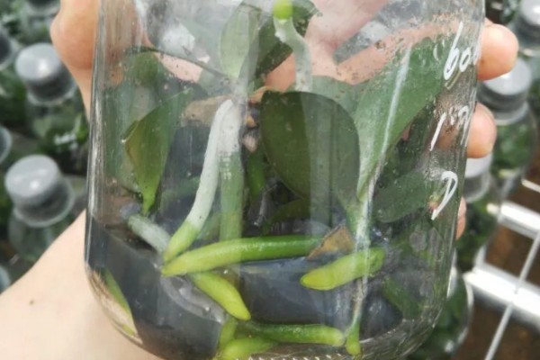 蝴蝶兰盆栽养殖方法,春夏期间每隔7-10天追肥一次