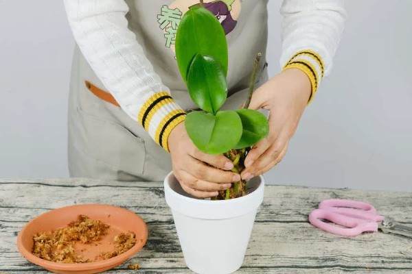 蝴蝶兰盆栽养殖方法,春夏期间每隔7-10天追肥一次