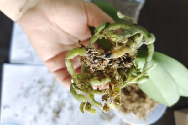 蝴蝶兰盆栽养殖方法,春夏期间每隔7-10天追肥一次