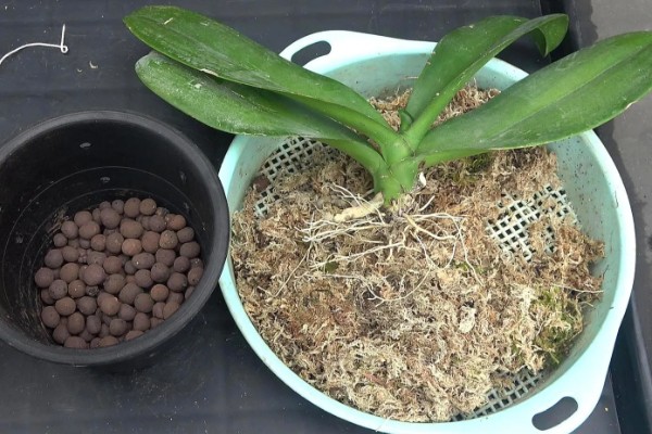 蝴蝶兰盆栽养殖方法,春夏期间每隔7-10天追肥一次