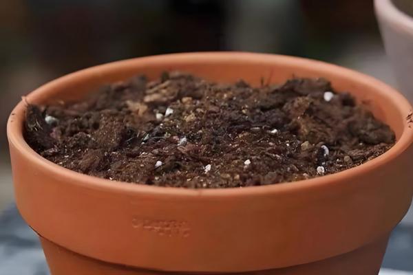 茑萝的养殖方法，生长期每月追施一次有机液肥