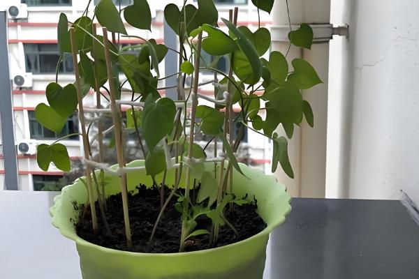 茑萝的养殖方法，生长期每月追施一次有机液肥