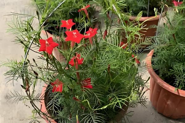 茑萝的养殖方法，生长期每月追施一次有机液肥
