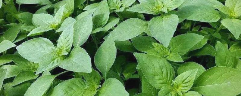 荆芥是九层塔吗，二者不是同一种植物