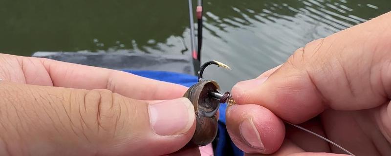 钓青鱼怎么挂螺蛳，取出螺肉挂在钩上