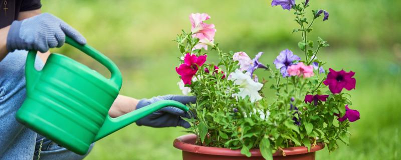 夏季怎么对多肉浇水，沿着花盆边缘浇入