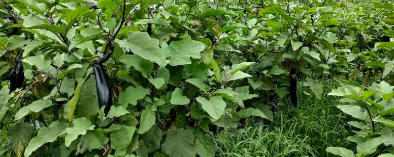 预防茄子病虫害的方法，选择2-3年未种植过茄科作物的地块