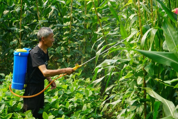 玉米怎么喷施叶面肥，喷洒浓度要适当