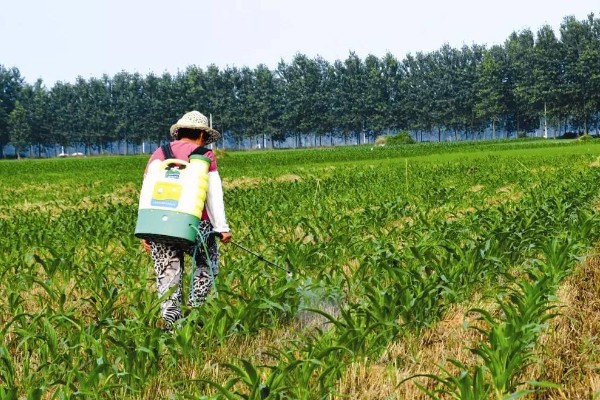 玉米怎么喷施叶面肥，喷洒浓度要适当