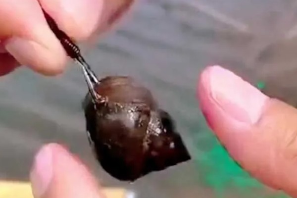 钓青鱼怎么挂螺蛳,取出螺肉挂在钩上