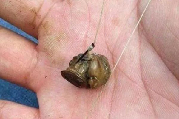 钓青鱼怎么挂螺蛳,取出螺肉挂在钩上