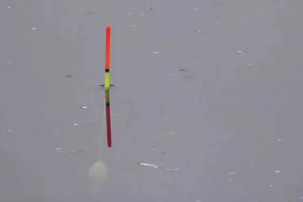 钓青鱼怎么挂螺蛳,取出螺肉挂在钩上