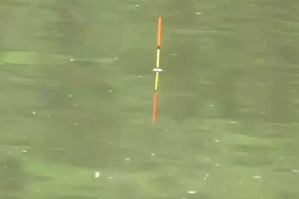 钓青鱼怎么挂螺蛳,取出螺肉挂在钩上