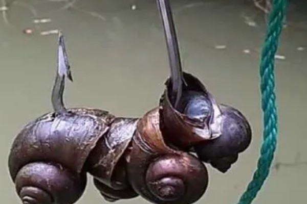 钓青鱼怎么挂螺蛳,取出螺肉挂在钩上