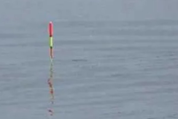 钓青鱼怎么挂螺蛳,取出螺肉挂在钩上