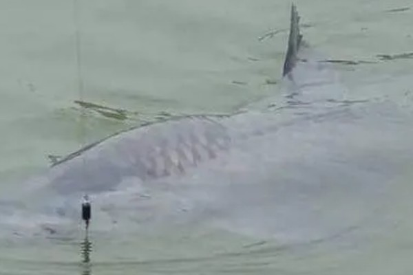 钓青鱼怎么挂螺蛳,取出螺肉挂在钩上