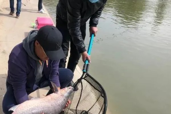 钓青鱼怎么挂螺蛳,取出螺肉挂在钩上