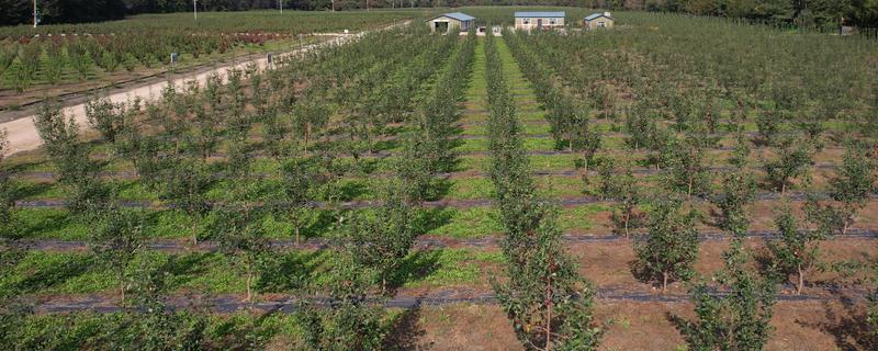 提高果树成活率的方法，埋土防寒可让它安全越冬