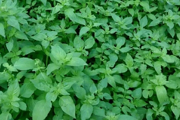 荆芥是九层塔吗,二者不是同一种植物