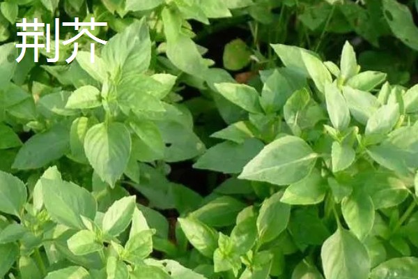 荆芥是九层塔吗,二者不是同一种植物
