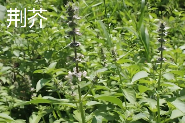 荆芥是九层塔吗,二者不是同一种植物