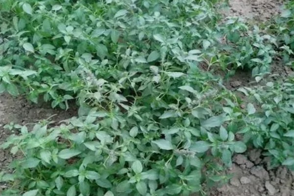 荆芥是九层塔吗,二者不是同一种植物