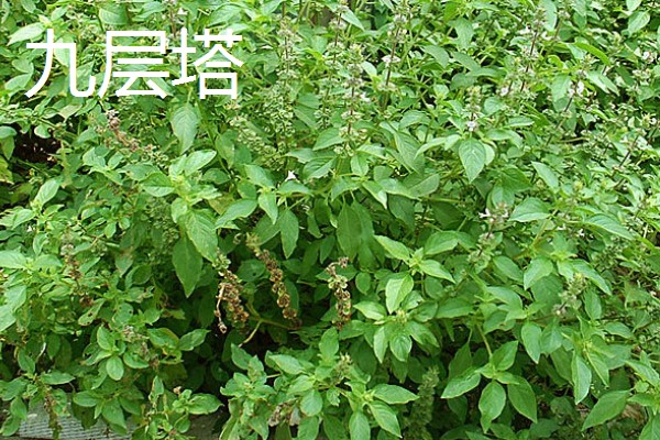 荆芥是九层塔吗,二者不是同一种植物