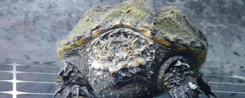 原种佛鳄龟的区分方法，眼仁中有十字或一字纹路