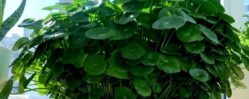 铜钱草的开花时间，一般是从四月份开始