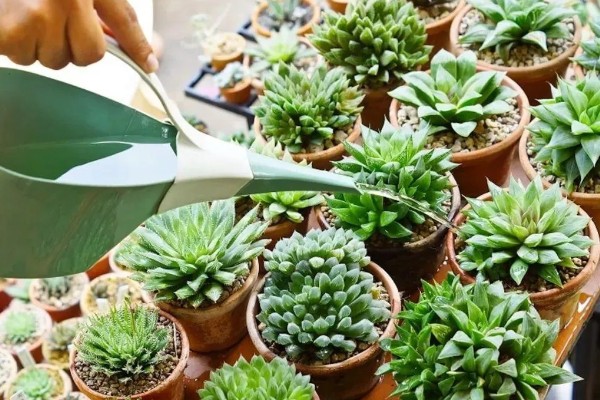 夏季怎么对多肉浇水，沿着花盆边缘浇入