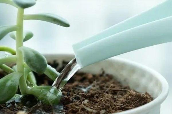 夏季怎么对多肉浇水，沿着花盆边缘浇入